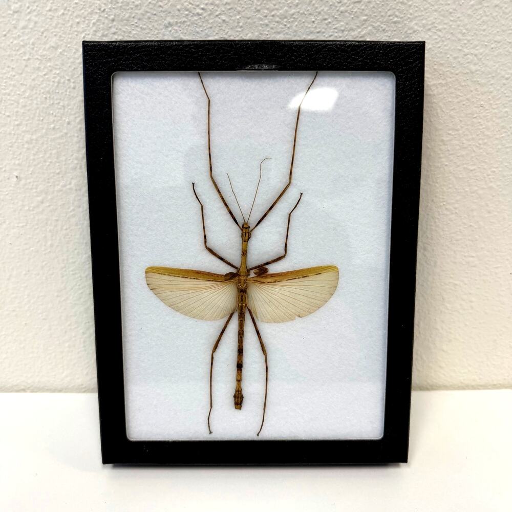 Framed Real Preserved Stick Insect Decor Art Made in USA 6.25"x8.25"